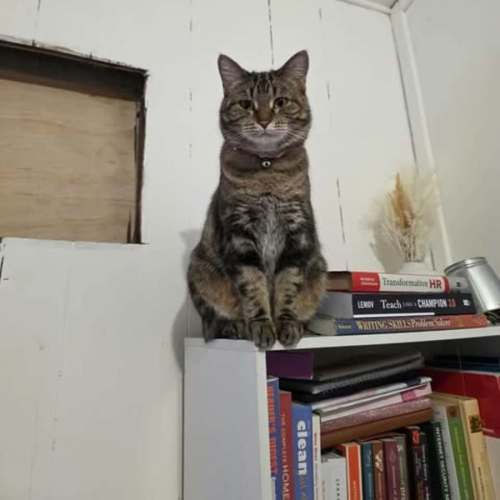 Lady Bug - Domestic Short Hair (DSH) Cat