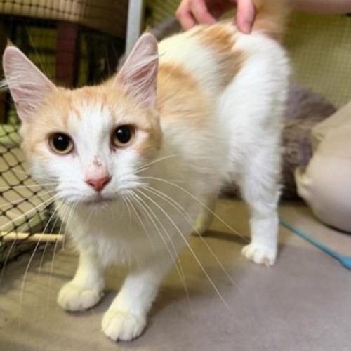 Harissa - Domestic Medium Hair (DMH) Cat