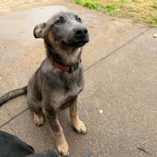 Bramble - German Shepherd Dog x Australian Kelpie Dog