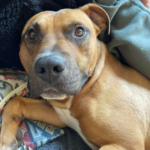 Jackson - American Staffordshire Terrier Dog