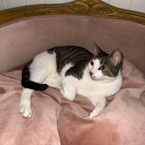 Esmeralda - Domestic Short Hair (DSH) Cat