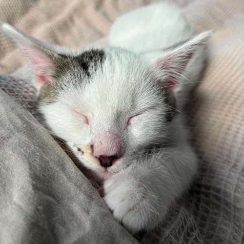 Freckle - Domestic Short Hair (DSH) Cat