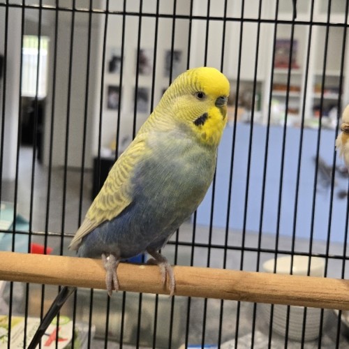 Jasper -  Bird