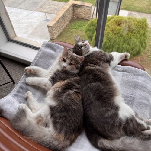 Mochi & Duman - Domestic Long Hair (DLH) Cat