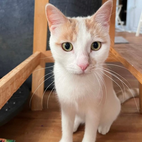 Shrimp - Domestic Short Hair (DSH) Cat