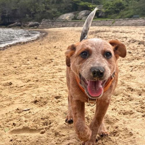 Mustang - Australian Cattle Dog