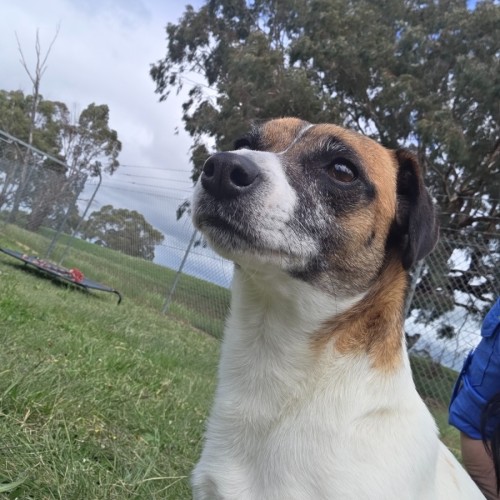 Skittles - Jack Russell Terrier Dog