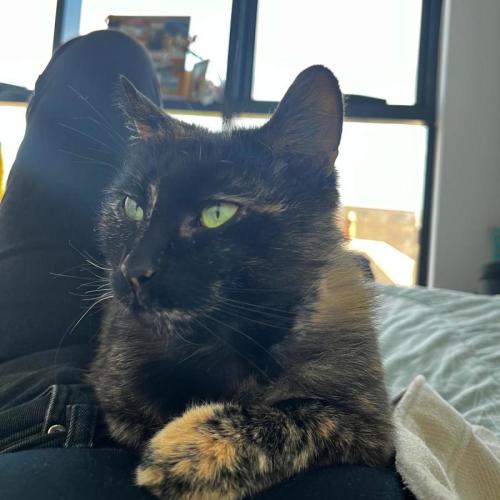 Linda - Domestic Short Hair (DSH) Cat