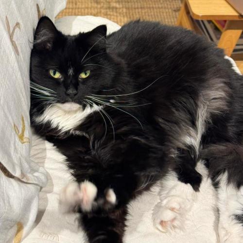 Britney - Domestic Medium Hair (DMH) Cat