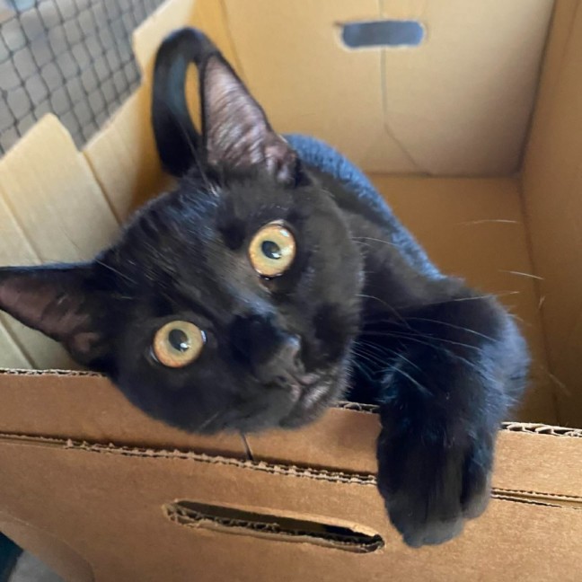 Photo of Purrsephone