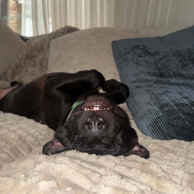 Photo of Rocko