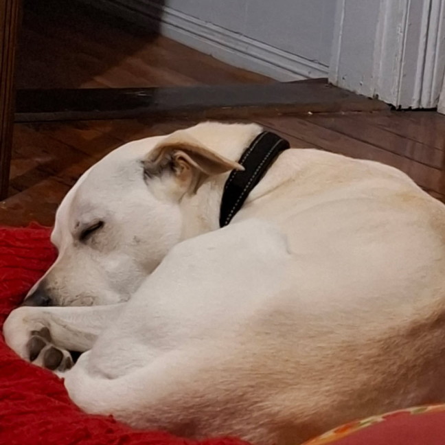 Photo of Ollie   4 Year Old Labrador X Staffy