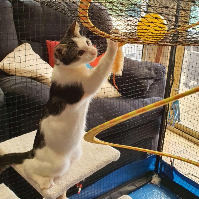 Photo of Haymitch ** 2nd Chance Cat Rescue **