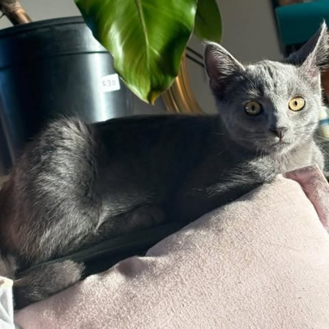 Photo of Maximus