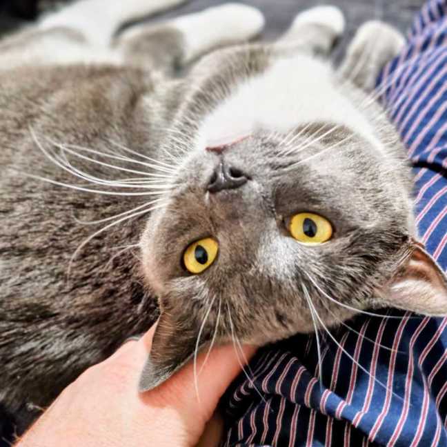 Photo of Winston And Nocturnal 