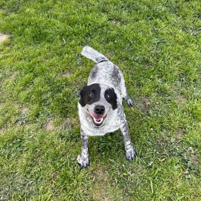 Photo of Digger