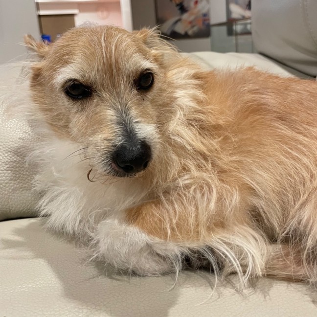 Photo of Toby 