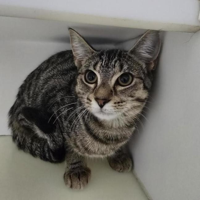 Photo of 🧨 Palmer 6919 🧨