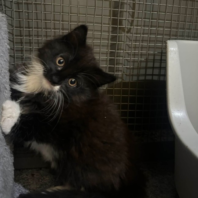 Photo of Philly Cheese Deluxe 🍔 