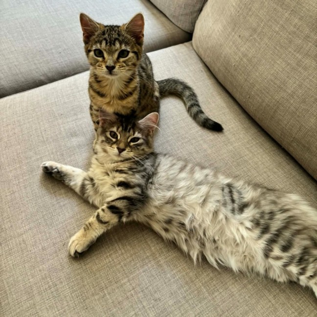 Photo of Petal   In Foster Care In Richmond