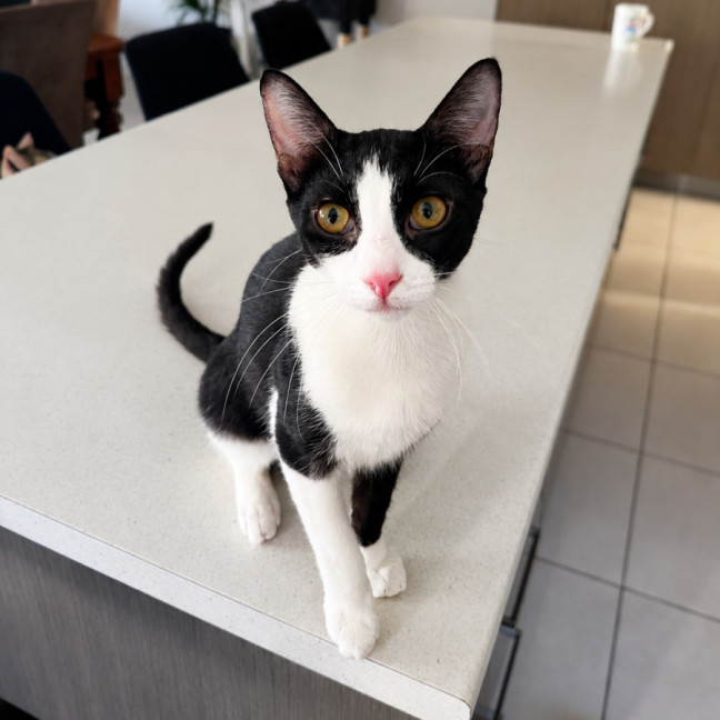 Photo of Olive