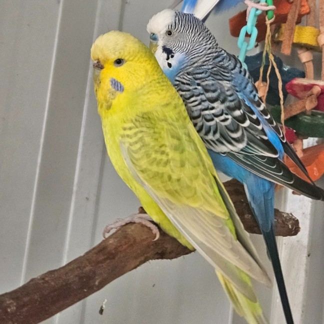 Photo of Chirp Hammet