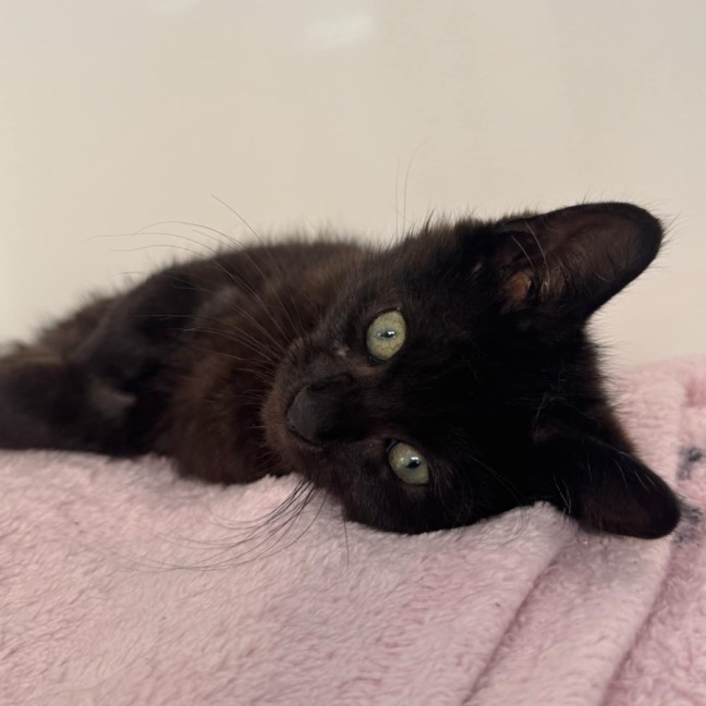 Photo of Bat Bat   In Foster Care In Ashburton