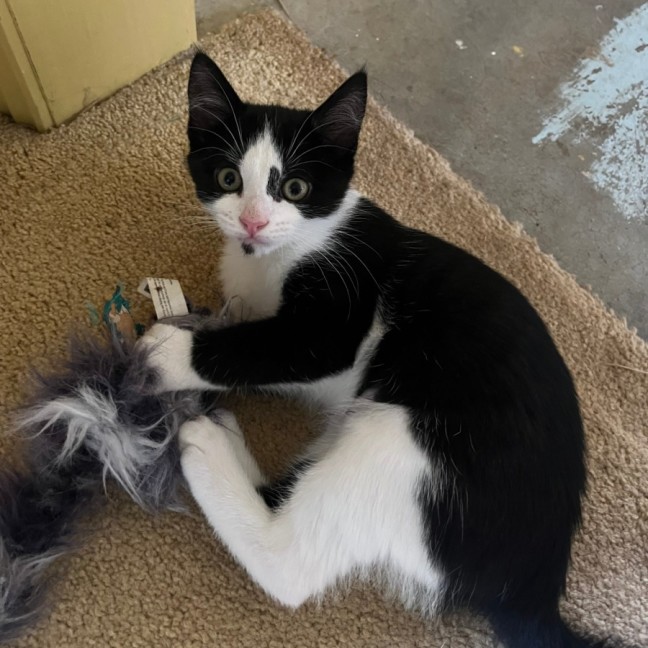 Photo of Benji & Bonnie 🐈🌷