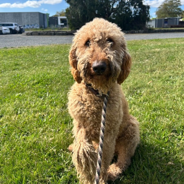 Photo of Scout