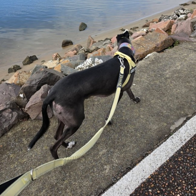 Photo of Milo, The Cat Friendly Greyhound