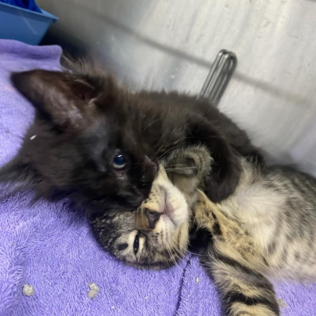 Photo of Oliver   Located In Kew