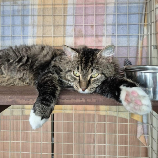 Photo of Merlin **2nd Chance Cat Rescue**