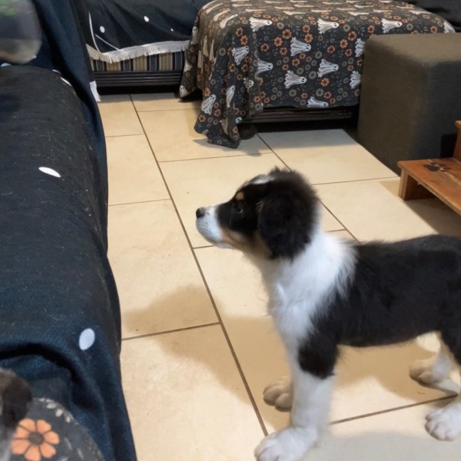 Photo of Toby (Pip)