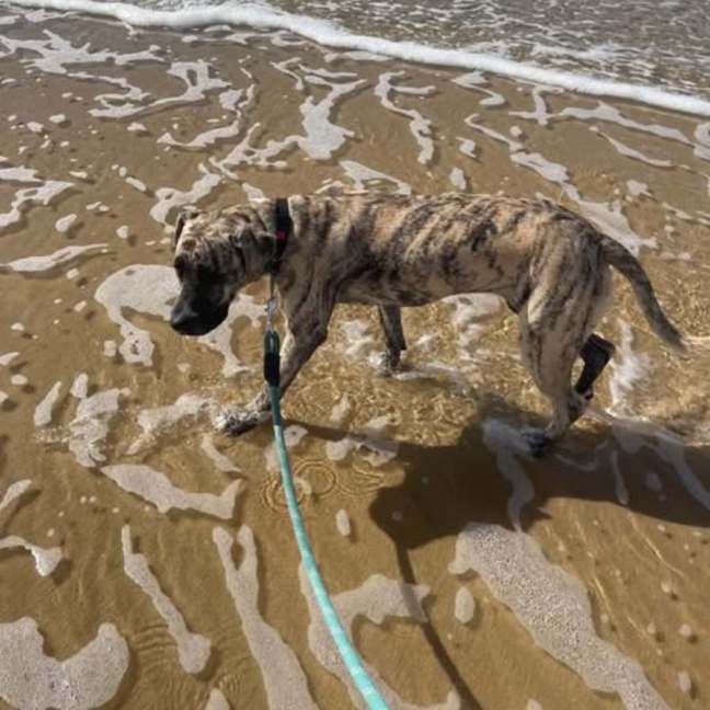 Photo of Sable