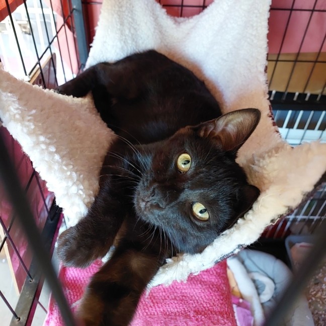 Photo of Penny