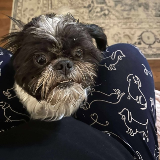 Photo of Mushu