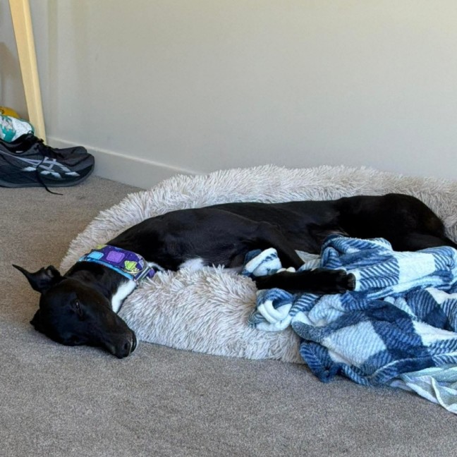 Photo of Frankie, The Greyhound 