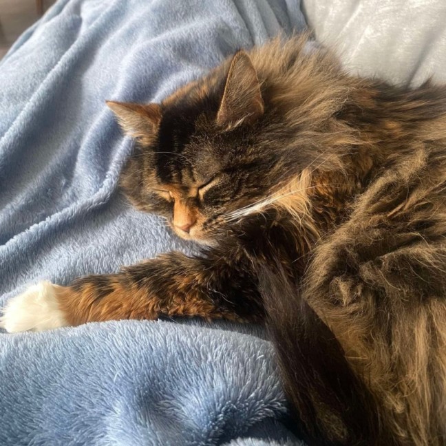 Photo of Ellie ($50 Clear The Nest Special) 🐾 