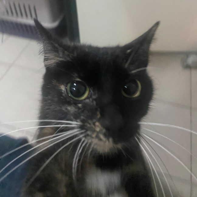 Photo of Ambessa **2nd Chance Cat Rescue**