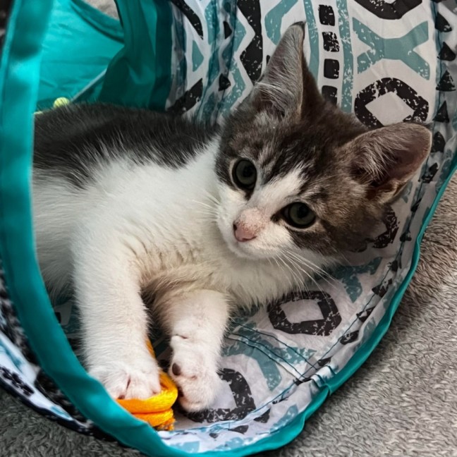 Photo of Smudge