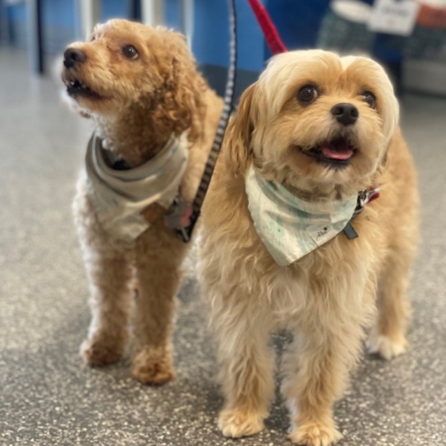 Photo of Ella & Oscar 