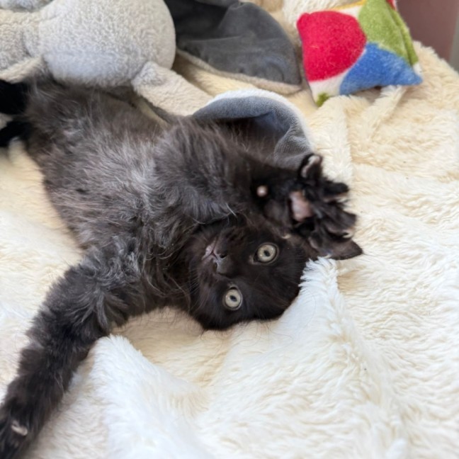 Photo of Harper 🌷