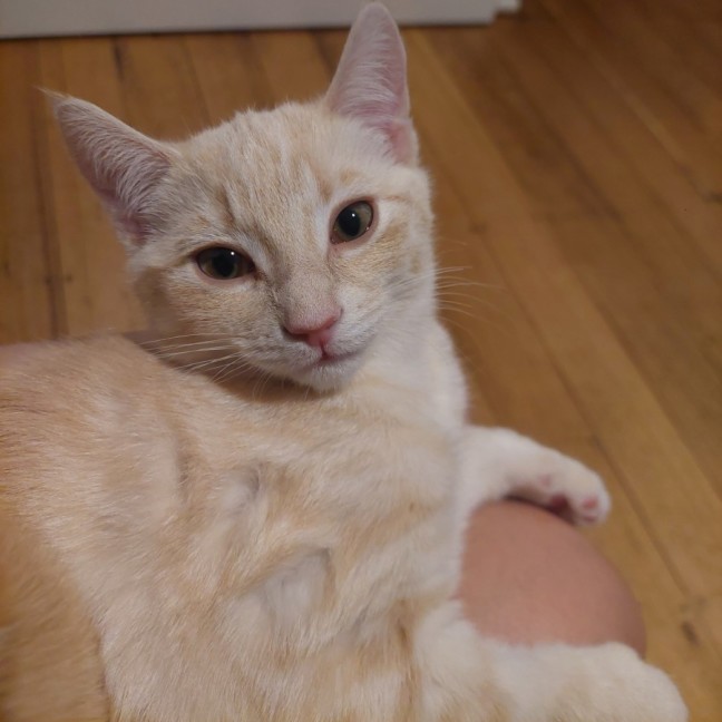 Photo of Lemon Meringue