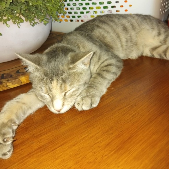 Photo of Gamma