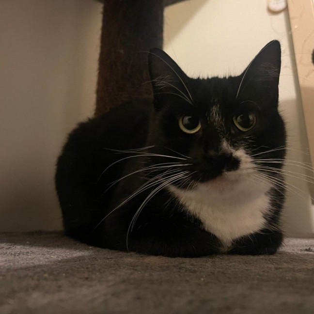 Photo of Cha Cha And Mia