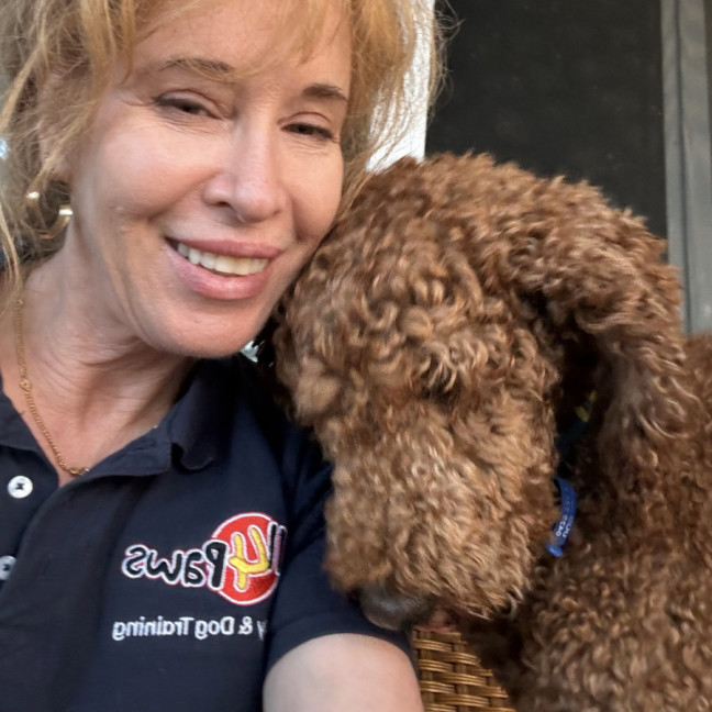 Photo of Jaffa, 4yo, Male Poodle 💖(Trial 13/12/24)