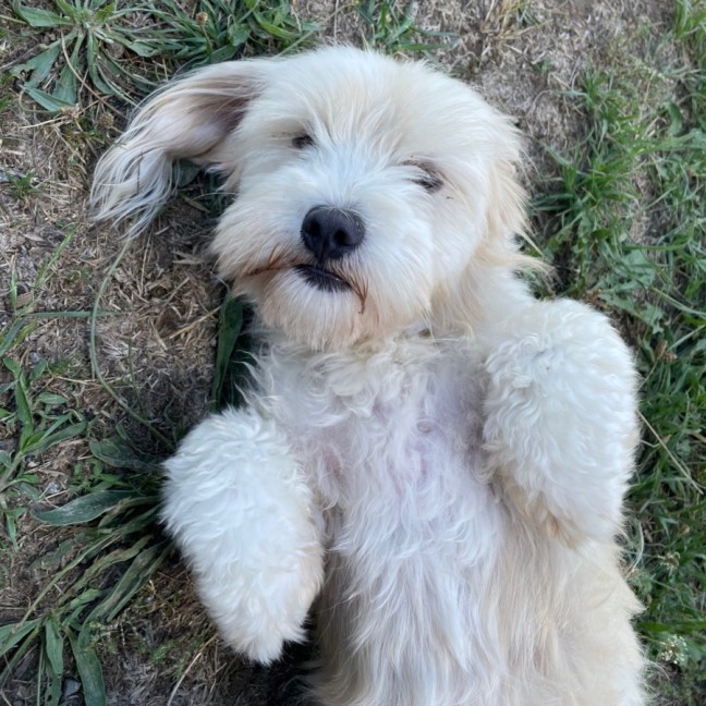Photo of Lulu