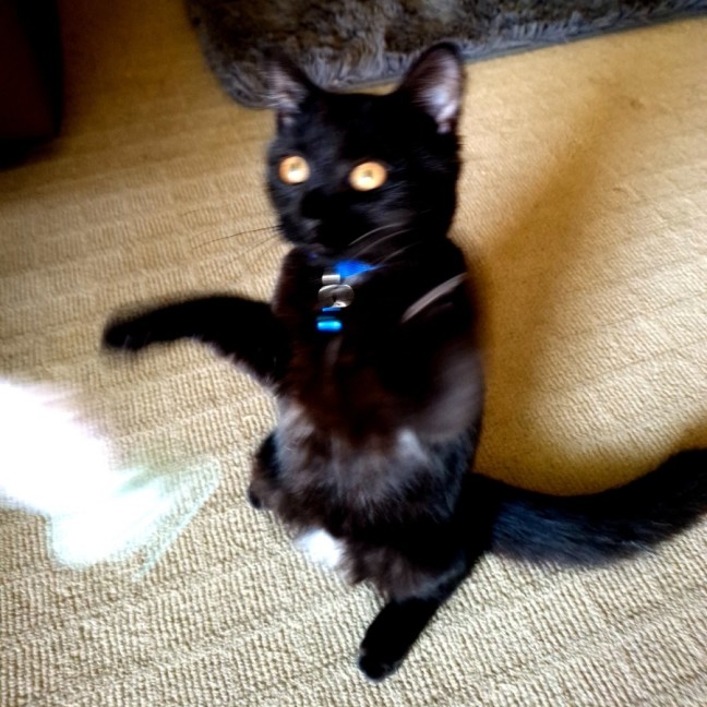 Photo of Salem