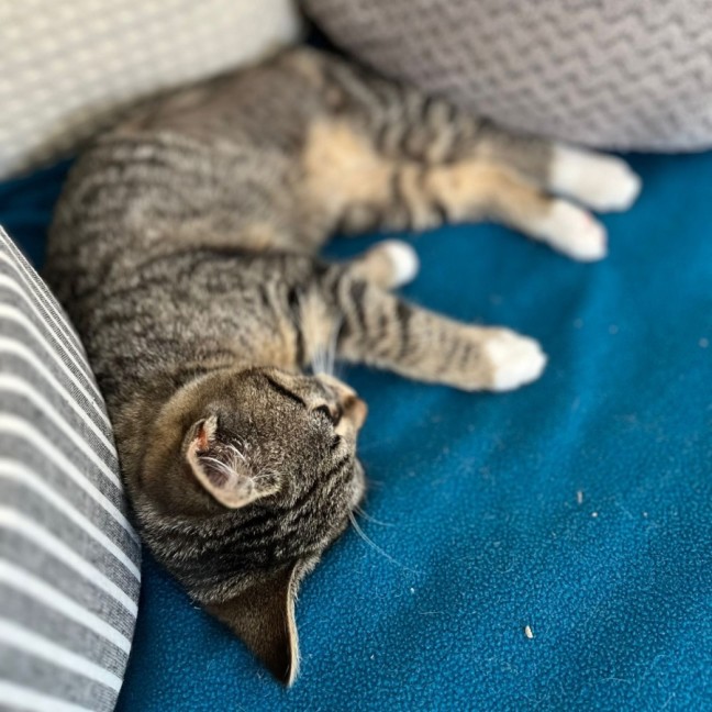 Photo of Dora The Explorer!