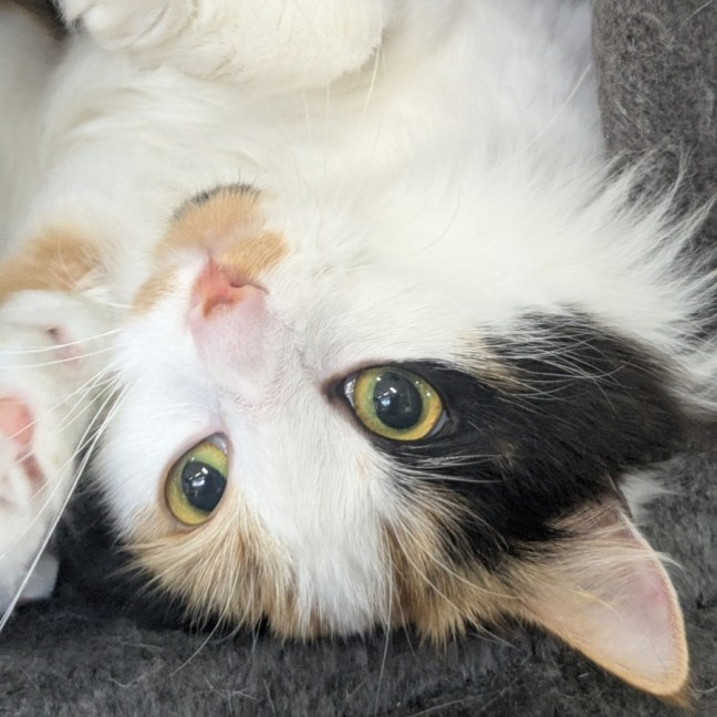 Photo of 🎀Brigita 6395 🎀